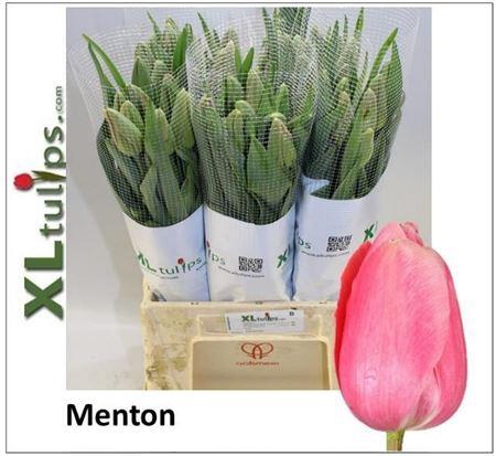 <h4>Tu En Menton</h4>