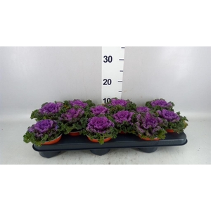 BRASSICA