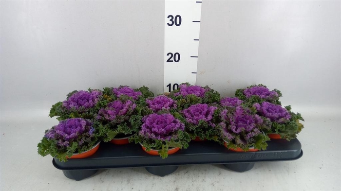 <h4>BRASSICA</h4>