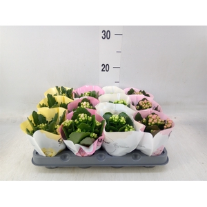 Kalanchoe blos.   ..rosebud mix  4
