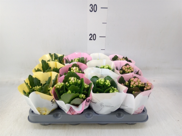 <h4>Kalanchoe blos.   ..rosebud mix  4</h4>