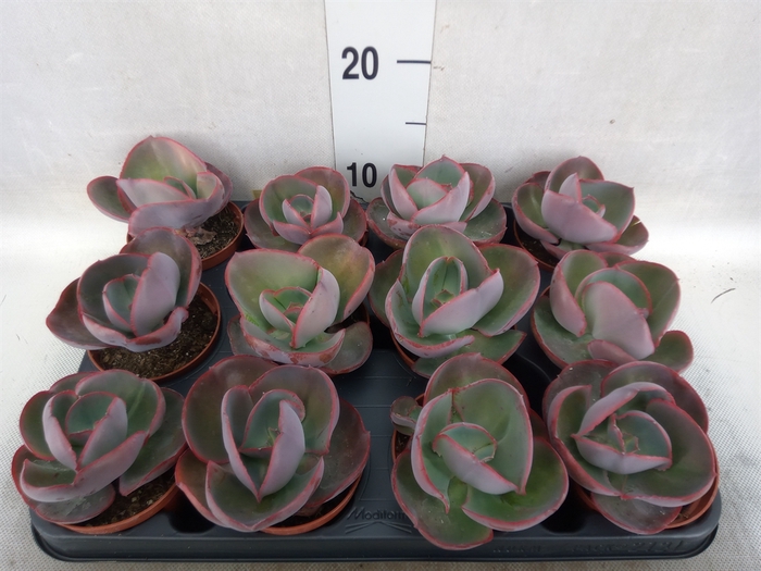 Echeveria   ...