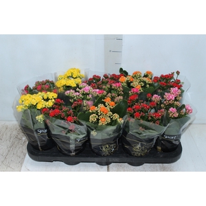 KALANCHOE DOBRADO P11