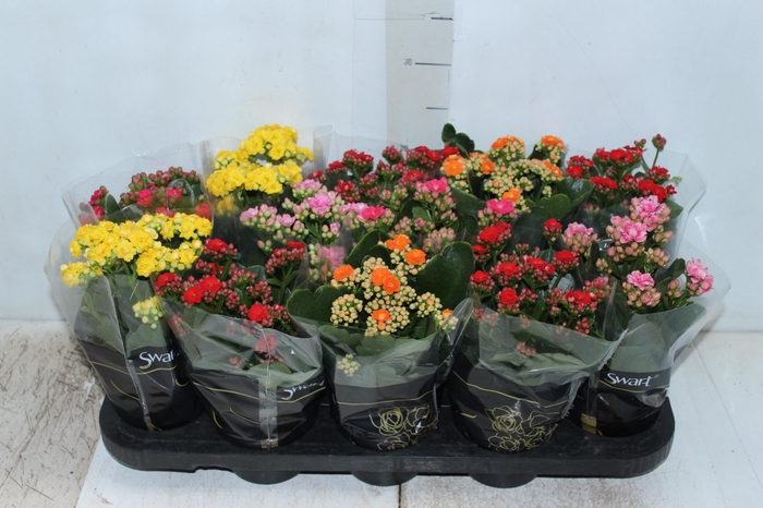 <h4>KALANCHOE DOBRADO P11</h4>