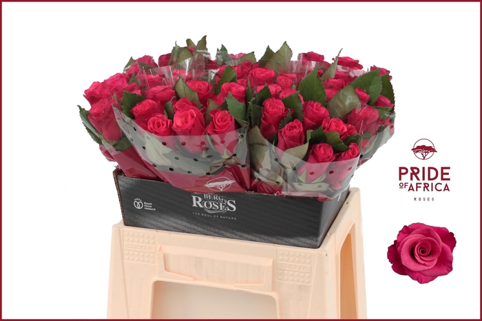 <h4>R GR TACAZZI+</h4>