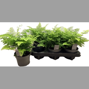 ADIAN RAD FRITZ-LUTH