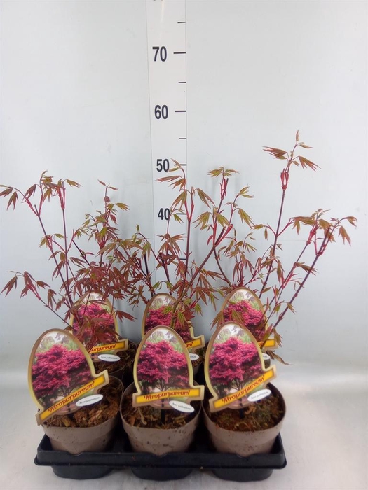 <h4>Acer palmatum 'Atropurpureum'</h4>