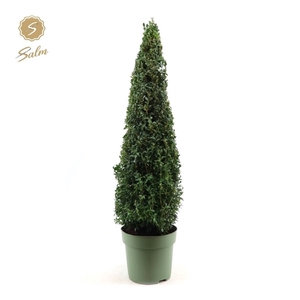 Buxus semp. Pyramid 70cm