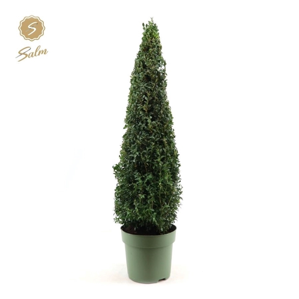 <h4>Buxus semp. Pyramid 70cm</h4>