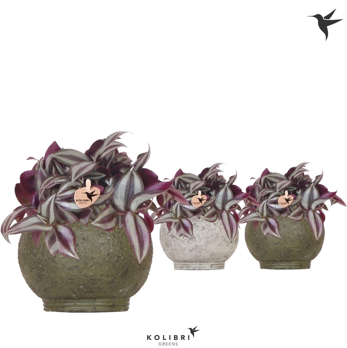 <h4>Kolibri Greens Tradescantia Zebrina in Ancient pot green mix</h4>