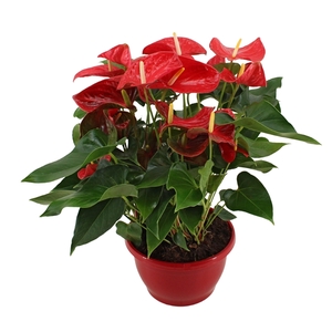 Anthurium Esudo in Marly plastic scale