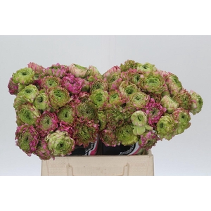 Ranunculus Pon Pon Malva