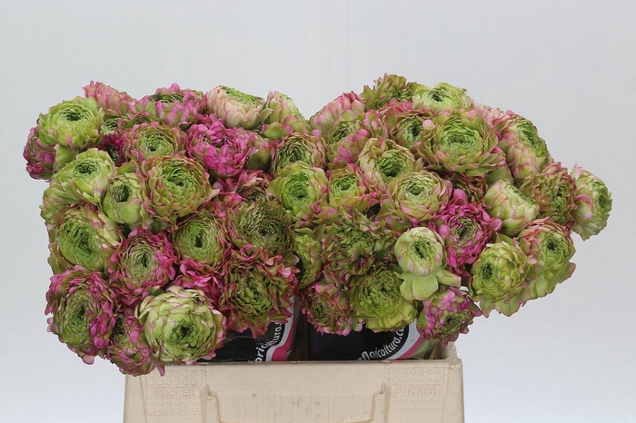 Ranunculus Pon Pon Malva