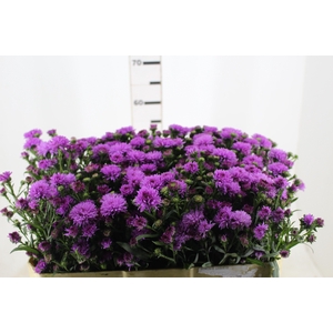 ASTER DOBRADO PINK 070 CM