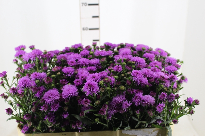 <h4>ASTER DOBRADO PINK 070 CM</h4>