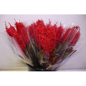 Cel P Cent Rood X5