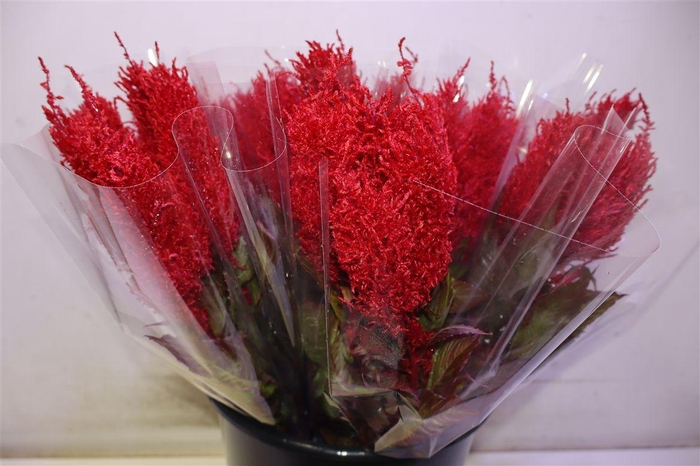 <h4>Cel P Cent Rood X5</h4>