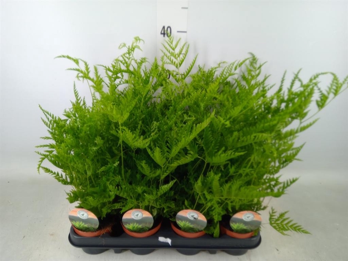 <h4>Pteris straminea</h4>