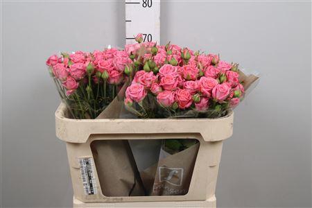 <h4>R Tr Emilia</h4>