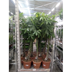 Pachira aquatica