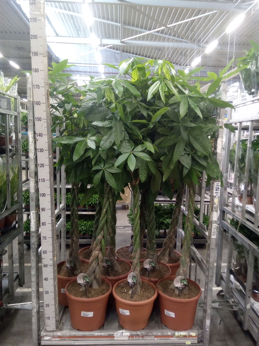 <h4>Pachira aquatica</h4>