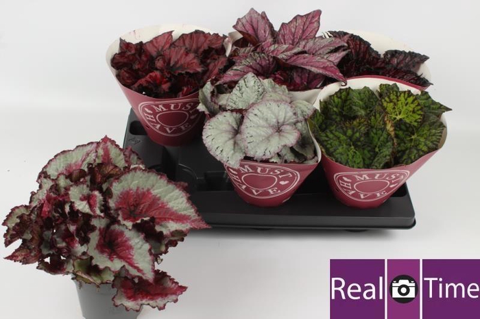 <h4>BEG BEL GEM</h4>