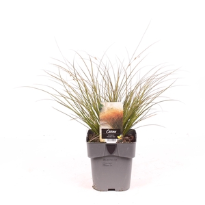 Carex testacea 'Prairie Fire'