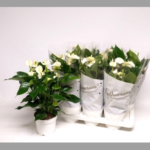 ANTHU AN WHITE CHAMP