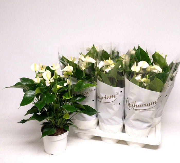 <h4>Anthu An White Champ</h4>