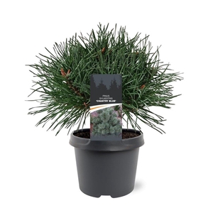 Pinus sylvestris 'Chantry Blue'