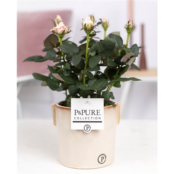 <h4>Rosa light pink in P&PURE Lauren ceramics</h4>