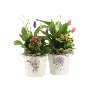 21703: Lovess arrangement