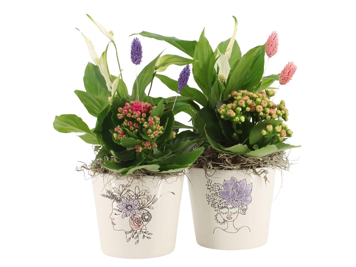 <h4>21703: Lovess arrangement</h4>