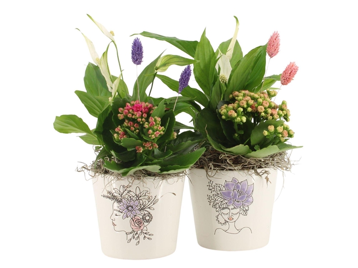 <h4>21703: Lovess arrangement</h4>