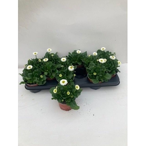 BELLIS P KL SP PL WH