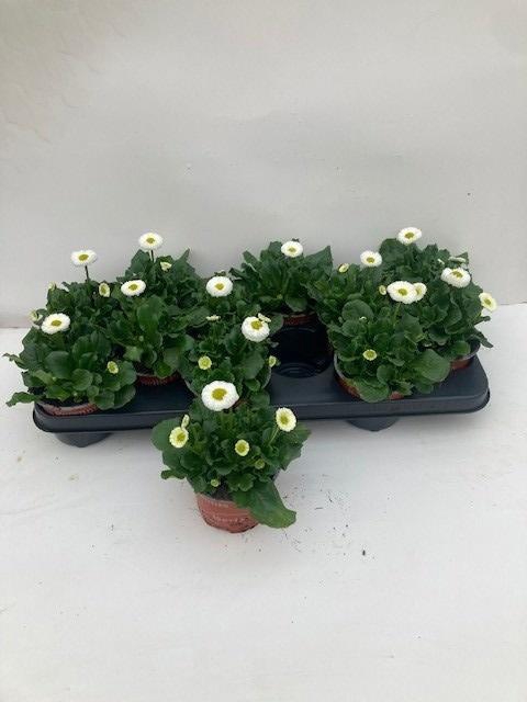 <h4>BELLIS P KL SP PL WH</h4>