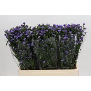 Aster Baby Blue