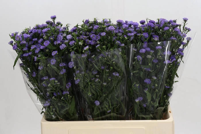 Aster Baby Blue