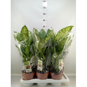 Dieffenbachia  'Compacta'