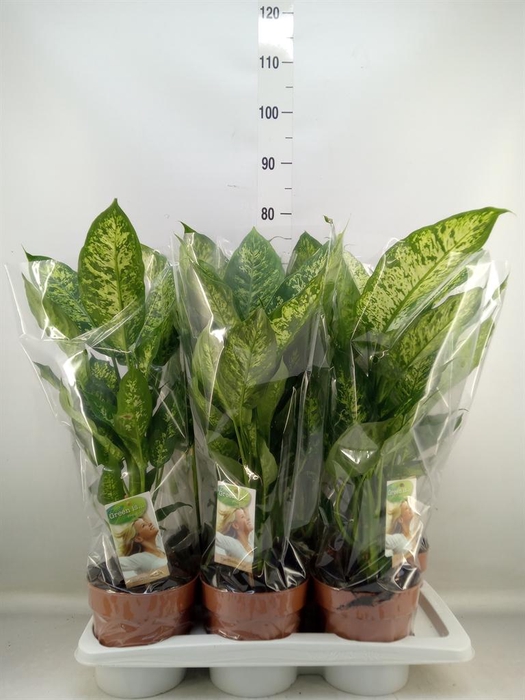 <h4>Dieffenbachia 'Compacta'</h4>