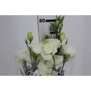 LISIANTHUS CROMA III SILKY WHITE 070 CM MIN 500 GRAMAS BRANCO