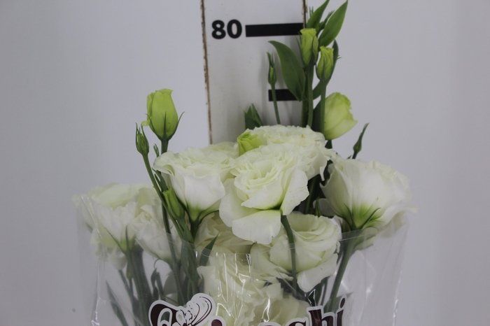 <h4>LISIANTHUS CROMA III SILKY WHITE 070 CM MIN 500 GRAMAS BRANCO</h4>