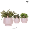 Kolibri Greens Rhipsalis mix in Scandic pot taupe