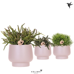 Kolibri Greens Rhipsalis mix in Scandic pot taupe