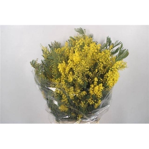 ACACIA BAILEYA BL BS