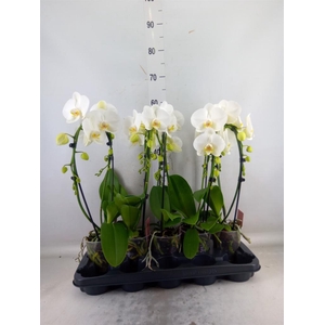 Phalaenopsis  'Ant Glasgow'