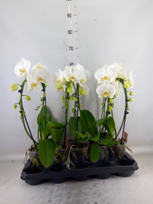 <h4>Phalaenopsis  'Ant Glasgow'</h4>