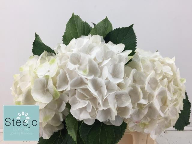 <h4>HYDR M CH WHI VERENA</h4>