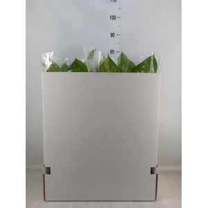 Dieffenbachia seg. 'Tropic Snow'