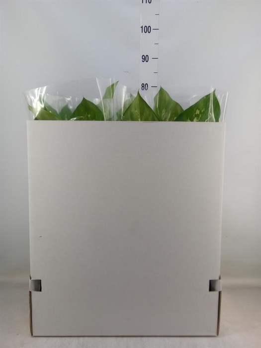 <h4>Dieffenbachia seg. 'Tropic Snow'</h4>